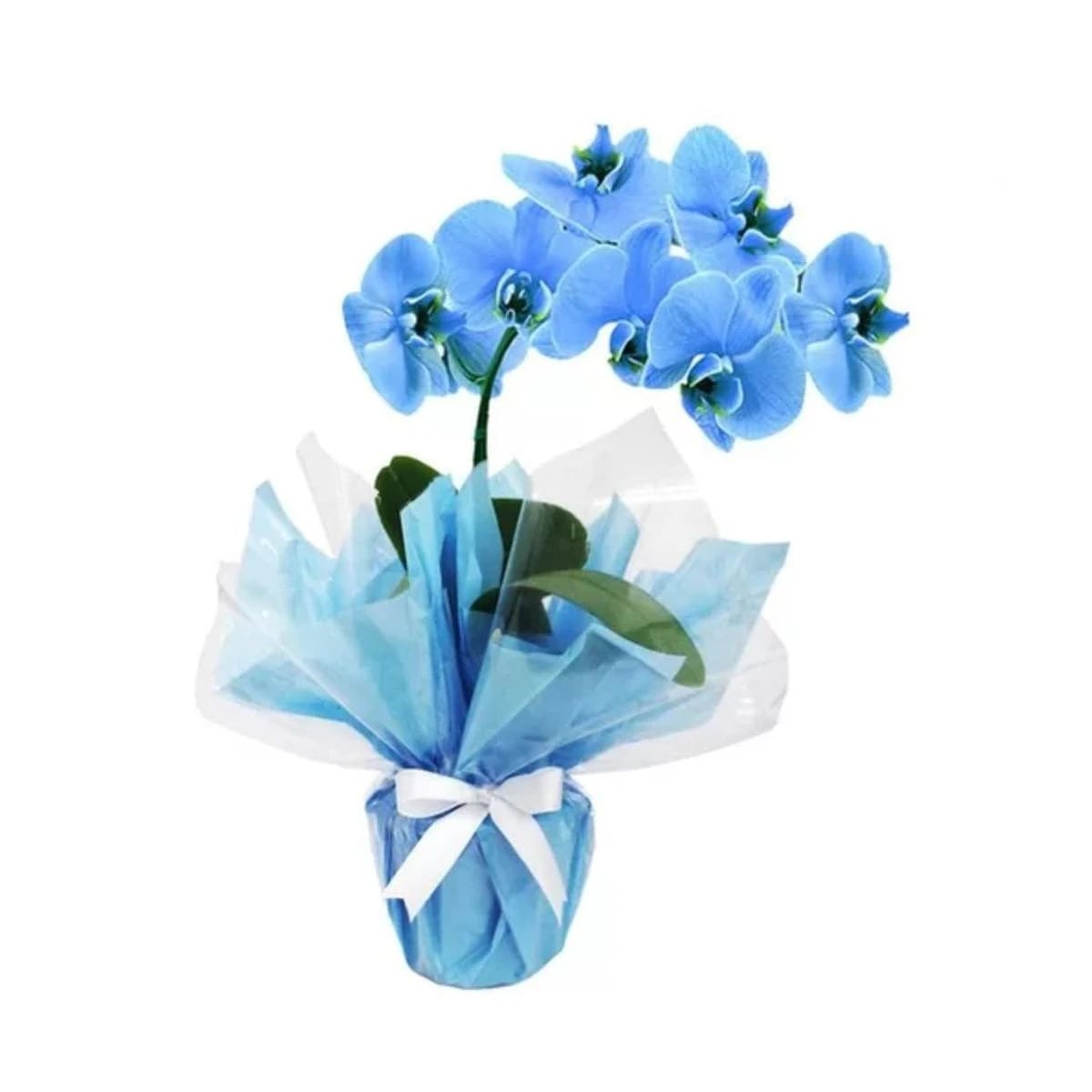 Orquídea Azul